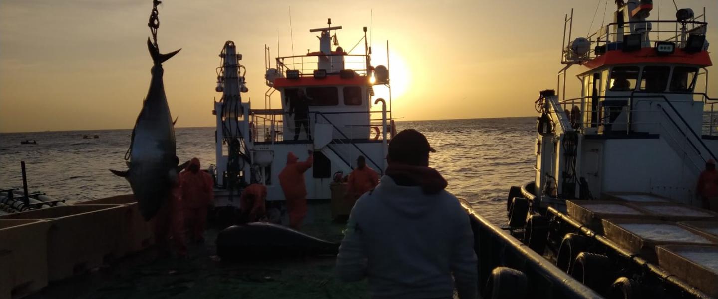 Observer work with Tuna